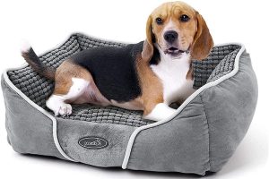 sofa para beagle