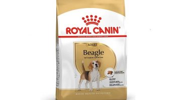 pienso para beagle