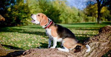 beagle ladrando