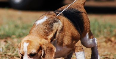 entrenamiento a un perro beagle