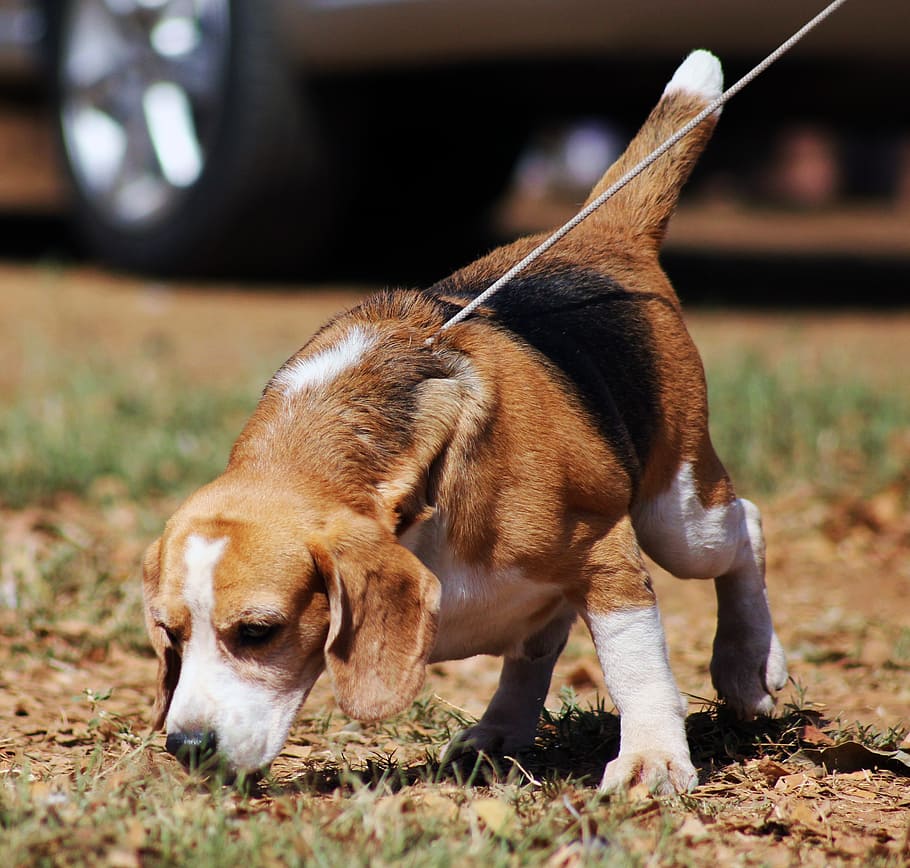 entrenamiento a un perro beagle