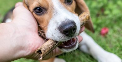 CUIDAR BEAGLE