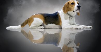 historia del beagle